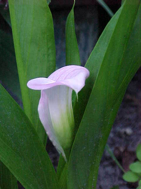 Guelph Flower